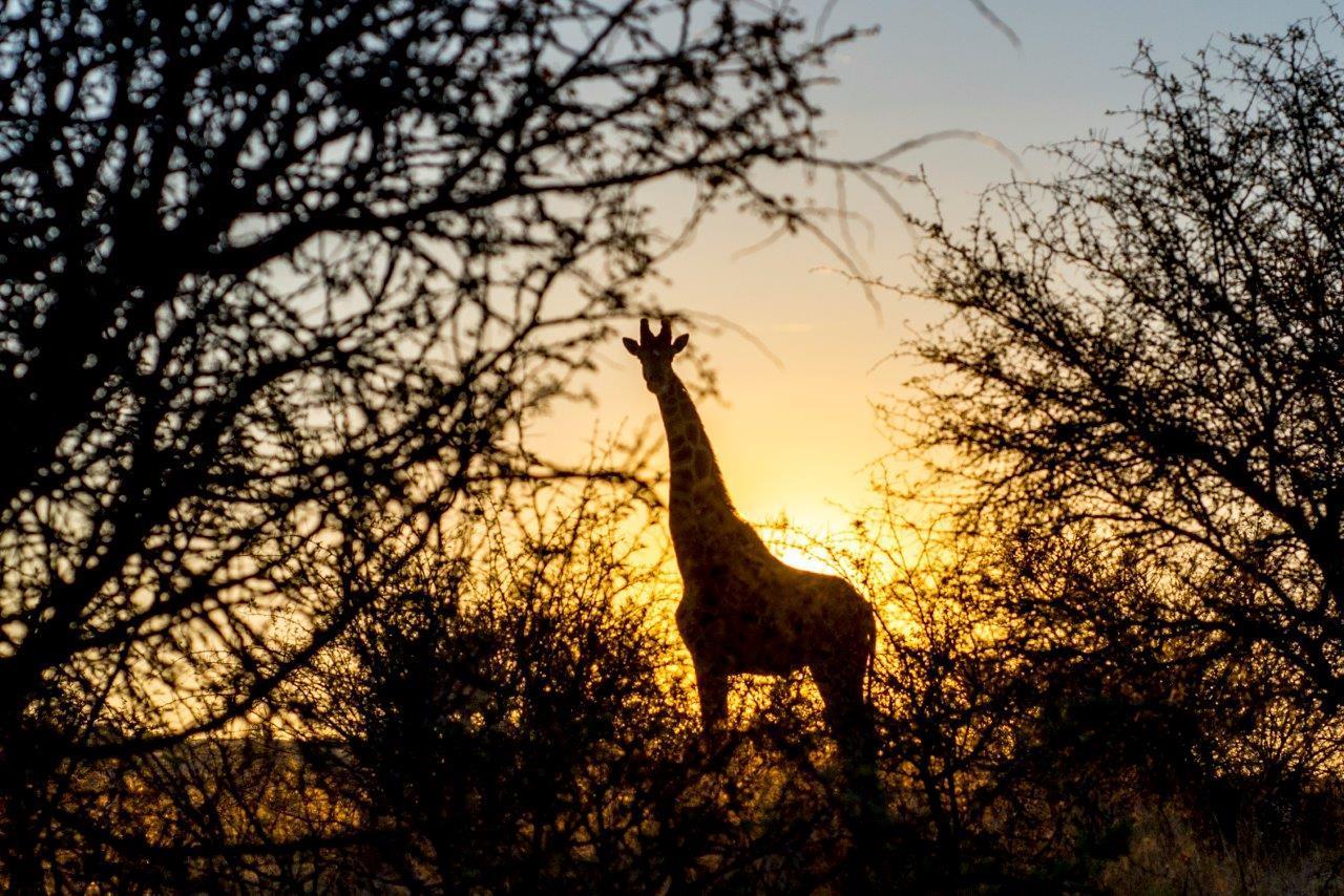 Daan Viljoen Game Lodge 温特和克 外观 照片