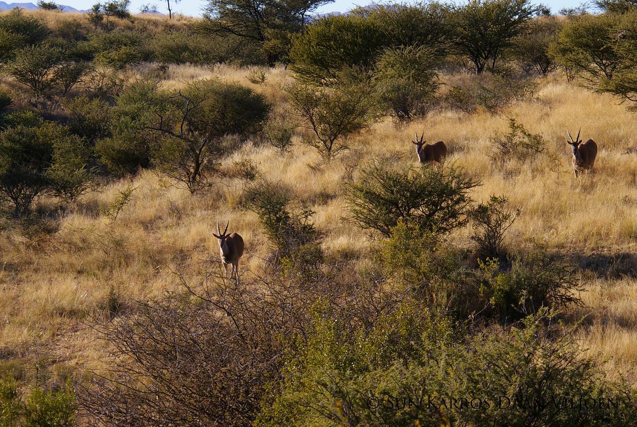 Daan Viljoen Game Lodge 温特和克 外观 照片