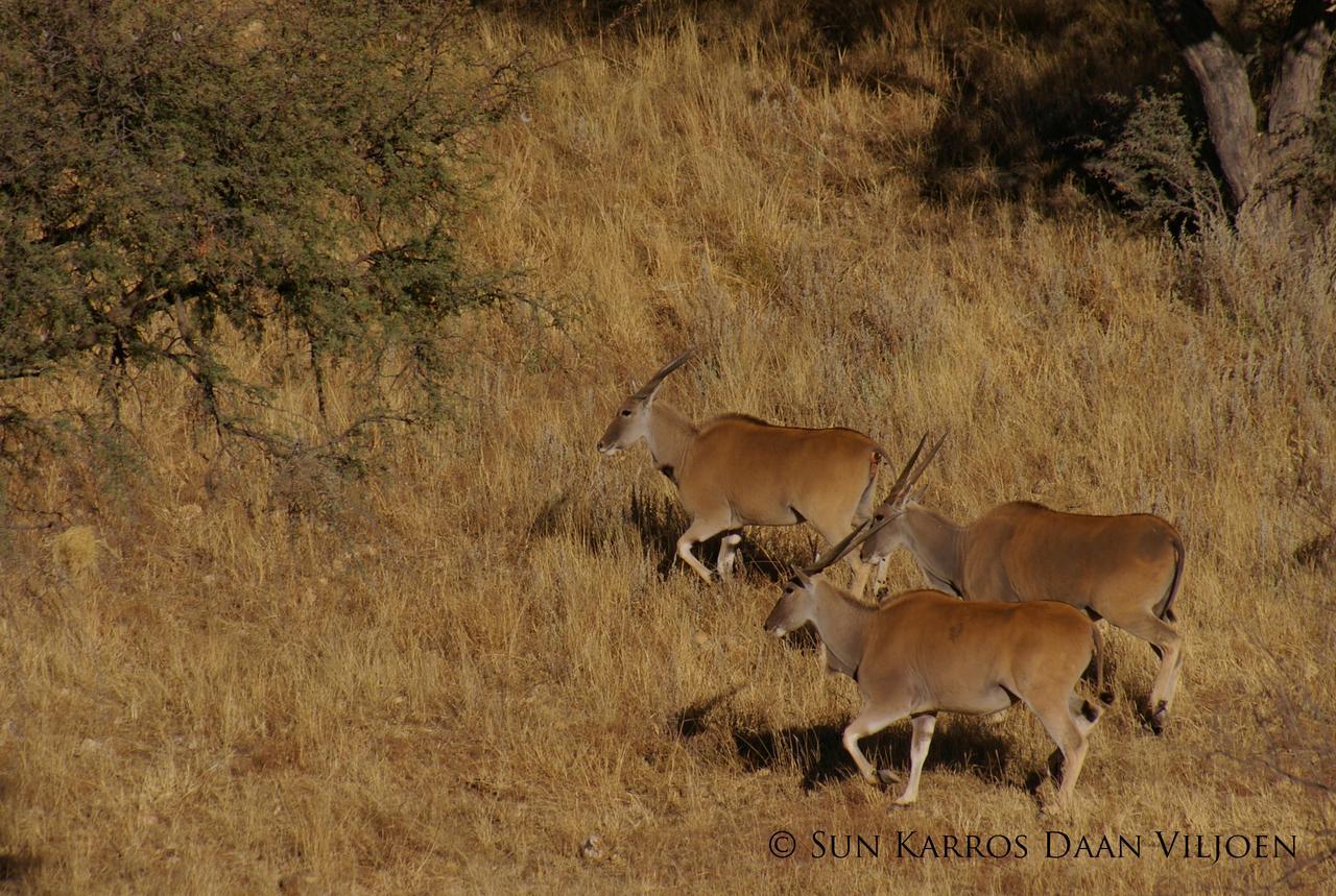 Daan Viljoen Game Lodge 温特和克 外观 照片